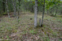 الغابات الجافة الكلسية الجافة في المرتفعات الجنوبية والوادي - CEGL007699