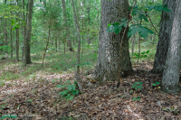 غابة جنوب بيدمونت هاردبان الجنوبية - CEGL003714 غابة جنوب بيدمونت هاردبان الجنوبية - CEGL003714