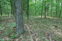 غابة جنوب بيدمونت هاردبان الجنوبية - CEGL003714 غابة جنوب بيدمونت هاردبان الجنوبية - CEGL003714