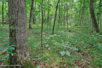 غابة جنوب بيدمونت هاردبان الجنوبية - CEGL003714 غابة جنوب بيدمونت هاردبان الجنوبية - CEGL003714