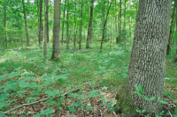 غابة جنوب بيدمونت هاردبان الجنوبية - CEGL003714 غابة جنوب بيدمونت هاردبان الجنوبية - CEGL003714