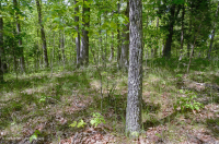 غابة جنوب بيدمونت هاردبان الجنوبية - CEGL003714 غابة جنوب بيدمونت هاردبان الجنوبية - CEGL003714