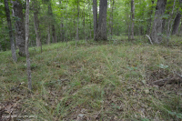 غابة جنوب بيدمونت هاردبان الجنوبية - CEGL003714 غابة جنوب بيدمونت هاردبان الجنوبية - CEGL003714