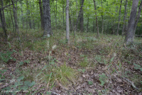 غابة جنوب بيدمونت هاردبان الجنوبية - CEGL003714 غابة جنوب بيدمونت هاردبان الجنوبية - CEGL003714