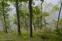 غابة جنوب بيدمونت هاردبان الجنوبية - CEGL003714 غابة جنوب بيدمونت هاردبان الجنوبية - CEGL003714