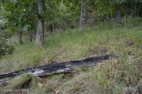 غابة جنوب بيدمونت هاردبان الجنوبية - CEGL003714 غابة جنوب بيدمونت هاردبان الجنوبية - CEGL003714