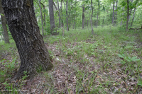 غابة جنوب بيدمونت هاردبان الجنوبية - CEGL003714 غابة جنوب بيدمونت هاردبان الجنوبية - CEGL003714