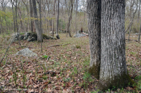 غابة بوتوماك ريفر بيدروك تراس هاردبان - CEGL006209 غابة بوتوماك ريفر بيدروك تراس هاردبان - CEGL006209