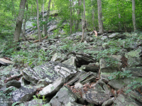 غابة بولديرفيلد الحامضية الحامضية المركزية في الآبالاش - CEGL006565