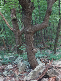 غابة بولديرفيلد الحامضية الحامضية المركزية في الآبالاش - CEGL006565