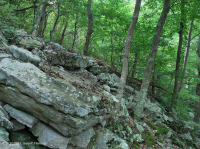 غابة بولديرفيلد الحامضية الحامضية المركزية في الآبالاش - CEGL006565