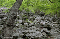 غابة بولديرفيلد الحامضية الحامضية المركزية في الآبالاش - CEGL006565