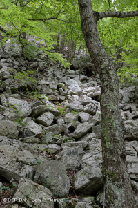 غابة بولديرفيلد الحامضية الحامضية المركزية في الآبالاش - CEGL006565