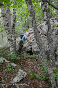 غابة بولديرفيلد الحامضية الحامضية المركزية في الآبالاش - CEGL006565