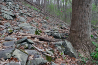 غابة بولديرفيلد الغنية المنخفضة الارتفاع في وسط جبال الأبلاش/بيدمونت - CEGL006471