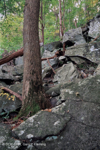 غابة بولديرفيلد الغنية المنخفضة الارتفاع في وسط جبال الأبلاش/بيدمونت - CEGL006471