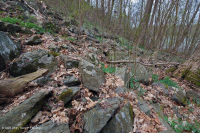 غابة بولديرفيلد الغنية المنخفضة الارتفاع في وسط جبال الأبلاش/بيدمونت - CEGL006471