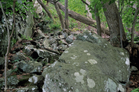 غابة بولديرفيلد الغنية المنخفضة الارتفاع في وسط جبال الأبلاش/بيدمونت - CEGL006471