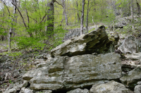 غابة بولدرفيلد الغنية بوسط جبال الآبالاش الوسطى - CEGL008528