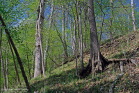 غابة السهول الساحلية الجافة الكلسية الجافة - CEGL007748 غابة السهول الساحلية الجافة الكلسية الجافة - CEGL007748