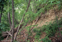 غابة السهول الساحلية الجافة الكلسية الجافة - CEGL007748 غابة السهول الساحلية الجافة الكلسية الجافة - CEGL007748