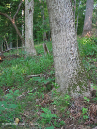 غابة السهول الساحلية الجافة الكلسية الجافة - CEGL007748 غابة السهول الساحلية الجافة الكلسية الجافة - CEGL007748