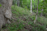 غابة السهول الساحلية الجافة الكلسية الجافة - CEGL007748 غابة السهول الساحلية الجافة الكلسية الجافة - CEGL007748