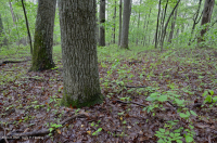 بيدمونت الداخلية / بلو ريدج السفلى بلو ريدج الأساسية - غابة هيكوري - CEGL008514 بيدمونت الداخلية / بلو ريدج السفلى بلو ريدج الأساسية - غابة هيكوري - CEGL008514