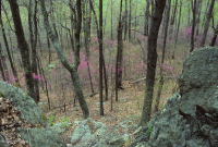 بيدمونت الداخلية / بلو ريدج السفلى بلو ريدج الأساسية - غابة هيكوري - CEGL008514 بيدمونت الداخلية / بلو ريدج السفلى بلو ريدج الأساسية - غابة هيكوري - CEGL008514