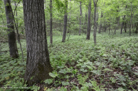 بيدمونت الداخلية / بلو ريدج السفلى بلو ريدج الأساسية - غابة هيكوري - CEGL008514 بيدمونت الداخلية / بلو ريدج السفلى بلو ريدج الأساسية - غابة هيكوري - CEGL008514