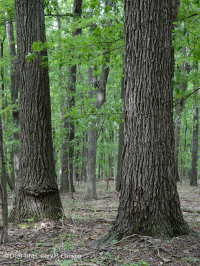 بيدمونت الداخلية / بلو ريدج السفلى بلو ريدج الأساسية - غابة هيكوري - CEGL008514 بيدمونت الداخلية / بلو ريدج السفلى بلو ريدج الأساسية - غابة هيكوري - CEGL008514