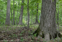 بيدمونت الداخلية / بلو ريدج السفلى بلو ريدج الأساسية - غابة هيكوري - CEGL008514 بيدمونت الداخلية / بلو ريدج السفلى بلو ريدج الأساسية - غابة هيكوري - CEGL008514