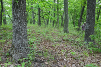 بيدمونت الداخلية / بلو ريدج السفلى بلو ريدج الأساسية - غابة هيكوري - CEGL008514 بيدمونت الداخلية / بلو ريدج السفلى بلو ريدج الأساسية - غابة هيكوري - CEGL008514