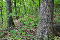 بيدمونت الداخلية / بلو ريدج السفلى بلو ريدج الأساسية - غابة هيكوري - CEGL008514 بيدمونت الداخلية / بلو ريدج السفلى بلو ريدج الأساسية - غابة هيكوري - CEGL008514