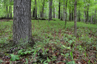 بيدمونت الداخلية / بلو ريدج السفلى بلو ريدج الأساسية - غابة هيكوري - CEGL008514 بيدمونت الداخلية / بلو ريدج السفلى بلو ريدج الأساسية - غابة هيكوري - CEGL008514