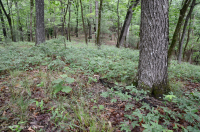 بيدمونت الداخلية / بلو ريدج السفلى بلو ريدج الأساسية - غابة هيكوري - CEGL008514 بيدمونت الداخلية / بلو ريدج السفلى بلو ريدج الأساسية - غابة هيكوري - CEGL008514