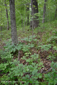 بلوط جنوب بيدمونت الأساسي - غابة هيكوري - CEGL007232 بلوط جنوب بيدمونت الأساسي - غابة هيكوري - CEGL007232