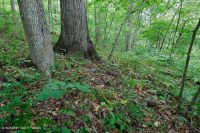 بلوط جنوب بيدمونت الأساسي - غابة هيكوري - CEGL007232 بلوط جنوب بيدمونت الأساسي - غابة هيكوري - CEGL007232