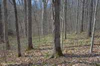 بلوط جنوب بيدمونت الأساسي - غابة هيكوري - CEGL007232 بلوط جنوب بيدمونت الأساسي - غابة هيكوري - CEGL007232