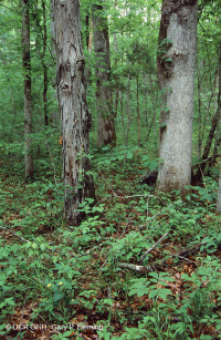 بلوط جنوب بيدمونت الأساسي - غابة هيكوري - CEGL007232 بلوط جنوب بيدمونت الأساسي - غابة هيكوري - CEGL007232