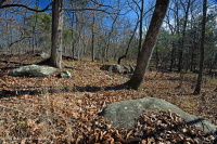 بلوط هاردبان الشمالي الأساسي - غابة هيكوري - CEGL006216 بلوط هاردبان الشمالي الأساسي - غابة هيكوري - CEGL006216