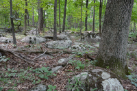 البلوط الأساسي الشمالي الصلب - غابة الهكوري - CEGL006216 البلوط الأساسي الشمالي الصلب - غابة الهكوري - CEGL006216