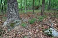 بلوط هاردبان الشمالي الأساسي - غابة هيكوري - CEGL006216 بلوط هاردبان الشمالي الأساسي - غابة هيكوري - CEGL006216
