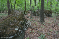 بلوط هاردبان الشمالي الأساسي - غابة هيكوري - CEGL006216 بلوط هاردبان الشمالي الأساسي - غابة هيكوري - CEGL006216