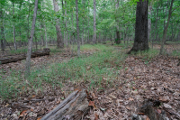 بلوط هاردبان الشمالي الأساسي - غابة هيكوري - CEGL006216 بلوط هاردبان الشمالي الأساسي - غابة هيكوري - CEGL006216