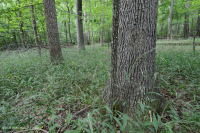 البلوط الأساسي الشمالي الصلب - غابة الهكوري - CEGL006216 البلوط الأساسي الشمالي الصلب - غابة الهكوري - CEGL006216