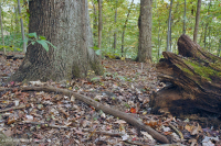 غابة بيدمونت الحمضية البلوط الحمضي - غابة هيكوري - CEGL008475 غابة بيدمونت الحمضية البلوط الحمضي - غابة هيكوري - CEGL008475