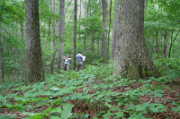 غابة بيدمونت الحمضية البلوط الحمضي - غابة هيكوري - CEGL008475 غابة بيدمونت الحمضية البلوط الحمضي - غابة هيكوري - CEGL008475