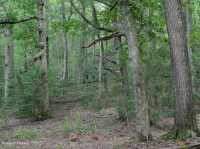 غابة بيدمونت الحمضية البلوط الحمضي - غابة هيكوري - CEGL008475 غابة بيدمونت الحمضية البلوط الحمضي - غابة هيكوري - CEGL008475