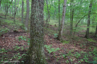 غابات البلوط الحمضي الأبلاشي المركزي - غابة هيكوري - CEGL008515 غابات البلوط الحمضي الأبلاشي المركزي - غابة هيكوري - CEGL008515